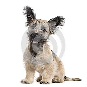 Skye Terrier dog sitting