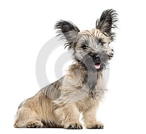 Skye Terrier dog sitting