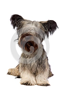 Skye Terrier dog sitting and looking at the camera on white