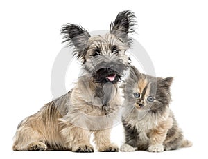 Skye Terrier and European Shorthair facing isolated on white