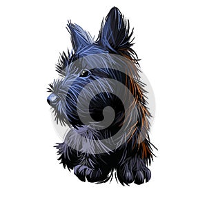 Skye Terrier lap dog tiny pet of small size digital art. Puppy looking in distance breeding domestic animal closeup watercolor