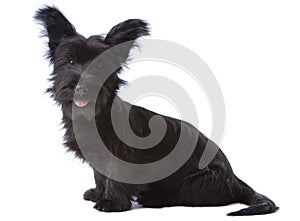 Skye terrier puppy