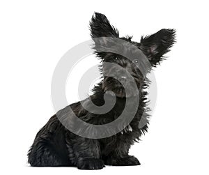 Skye Terrier puppy sitting