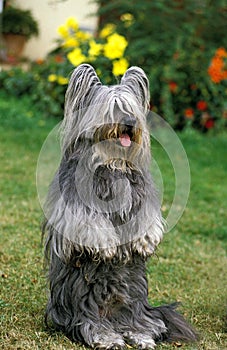 Skye Terrier Sitting up and Beg