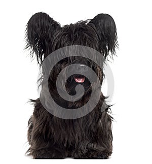 Skye Terrier sticking the tongue out, isolated on white