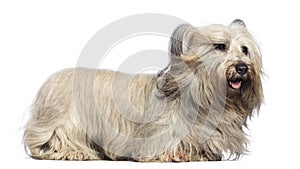 Skye Terrier with wind in the face