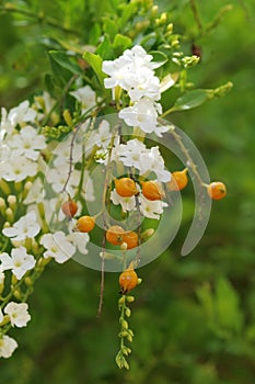 Skyflowers, Duranta erecta