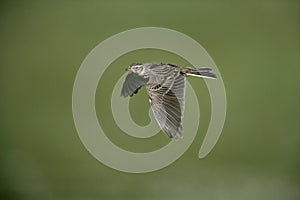 Skylark, Alauda arvensis