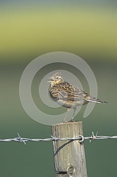 Skylark, Alauda arvensis