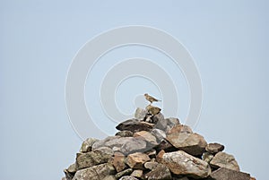 Skylark - Alauda arvensis