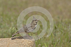 Skylark, Alauda arvensis