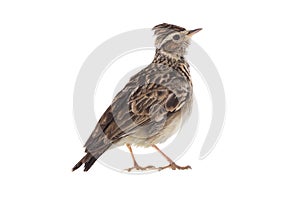 Skylark Alauda arvensis photo