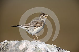 Skylark, Alauda arvensis photo