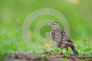 Skylark (Alauda gulgula)