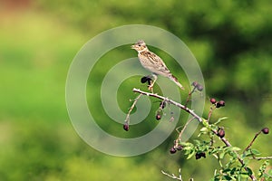 Skylark Bird photo