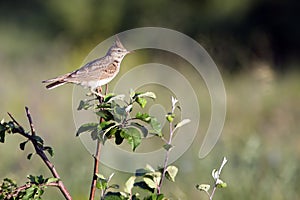 Skylark Bird