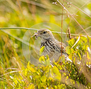 Meadow pipit bird