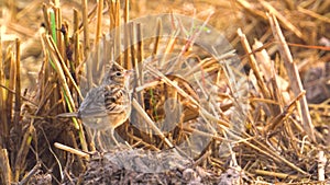 Skylark bird singing to call her friends at paddy field. Close Up. morning sunlight.2