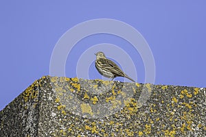 Skylark on lichen covered concrete