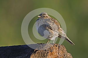 Skylark on the perch