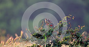 Skylark perched on a blooming tree branch chirping in a green forest 4K video