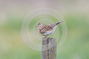 Skylark perched on fence post