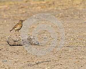 A Skylark resting