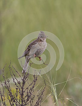 Skylark sitting on a branch of dry grass.