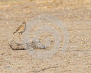 A Skylark