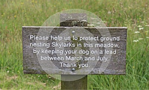 Skylarks ground nesting sign in grassy Meadow photo