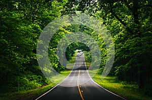 Skyline Drive, in a dense forested area of Shenandoah National P