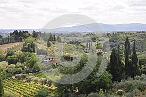 Skyline Landscape with Vineyard an Olive orchards of Medieval San Gimignano hilltop town. Tuscany region. Italy