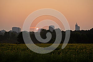 The skyline of Raleigh, North Carolina at sunrise with a sunflower field at Dix Park in the foreground