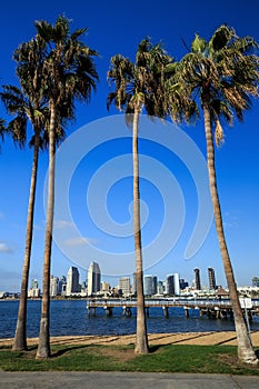 Skyline of San Diego and Palm Trees