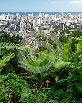 The skyline of Santos with trees in the foreground