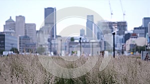 Skyline view of Montreal