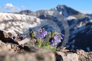 Skypilot blossoms on Independence Pass.