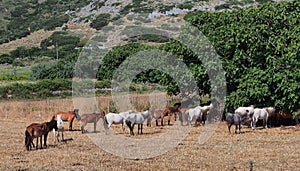 Skyros Ponies, Greece