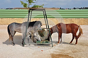 Skyros pony horses hay feeder