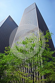 Skyscraper with a tree