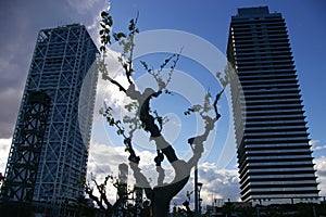 Skyscrapers in Barcelona city photo