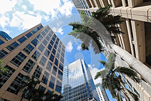 Skyscrapers in downtown Fort Lauderdale.