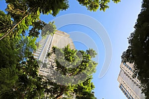 Skyscrapers and the foliage of trees in Tel Aviv photo