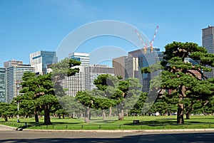 Skyscrapers of Marunouchi district, viewed through the Kokyo Gaien National Garden. Tokyo. Japan
