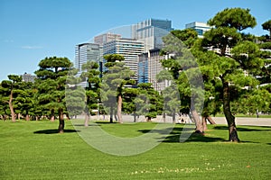 Skyscrapers of Marunouchi district, viewed through the Kokyo Gaien National Garden. Tokyo. Japan photo