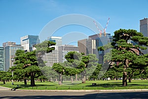 Skyscrapers of Marunouchi district, viewed through the Kokyo Gaien National Garden. Tokyo. Japan photo