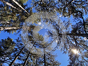 Skyview Through the Trees in the Forest photo