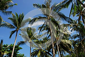 Skyward Palms