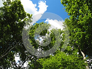 Skyward Trees