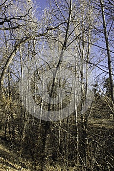 Skyward Trees